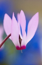 Cyclamen, Cyclamen repandum.