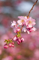 Cherry, Prunus 'Accolade'.