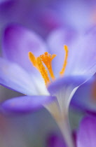 Crocus, Crocus tommasinianus 'Barr's purple'.