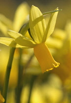 Daffodil, Narcissus.