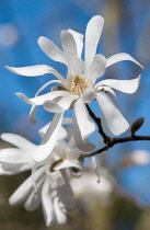 Magnolia, Magnolia stellata 'Centennial'.