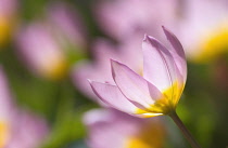 Tulip, Candia tulip 'Lilac Wonder', Tulipa saxatalis 'Lilac wonder'.