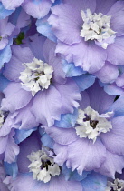 Delphinium.