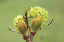 Maple, Norway maple, Acer platanoides palmatifidum.