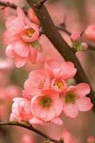 Quince, Chaenomeles x superba 'Coral sea'.