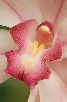 Orchid, Cymbidium.