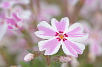 Phlox, Phlox subulata tamaongalei.