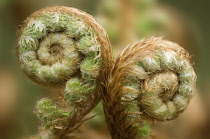 Fern.