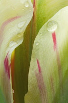 Tulip, Tulipa.