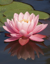 Waterlily, Nymphaea 'Perrys Pink'.