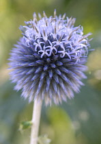 Globe Thistle, Echinops bannaticus 'Taplow blue'.