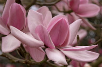 Magnolia, Magnolia campbellii.