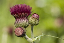 Cirsium, Cirsium rivulare 'Atropurpureum'.