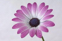 Cape Daisy, Osteospermum.