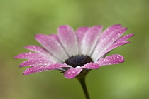 Cape Daisy, Osteospermum.