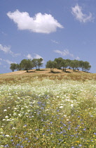 Chicory, Cichorium intybus.