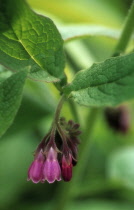 Comfrey, Symphytum officinale.