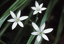 Star-of-Bethlehem, Ornithogalum.