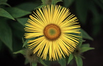 Inula, Inula hookeri.