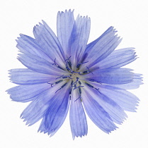 Chicory, Cichorium intybus.