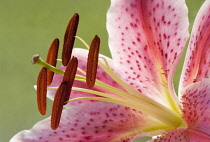 Lily, Lilium 'Star Gazer'.