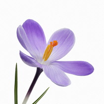 Crocus, Crocus vernus.