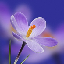 Crocus, Crocus vernus.