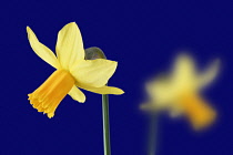 Daffodil, Narcissus.