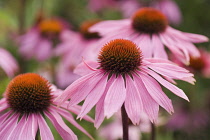 Echinacea, Purple coneflower, Echinacea purpurea.