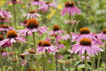 Echinacea, Purple coneflower, Echinacea purpurea.