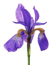 Iris, Siberian iris, Iris sibirica.