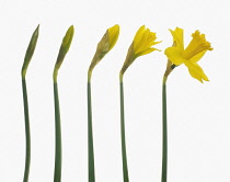 Daffodil, Narcissus.