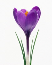 Crocus, Crocus vernus.