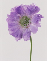 Scabious, Scabiosa caucasia 'Clive Greaves'.