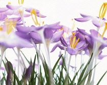 Crocus, Crocus 'Skyline'.