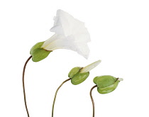 Bindweed, Convolvulus arvensis.