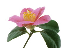 Camellia.