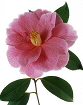 Camellia.