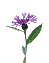 Cornflower, Perennial cornflower, Centaurea montana.