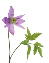 Clematis, Clematis macropetala.