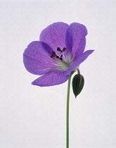 Geranium, Cranesbill, Geranium himalayense.