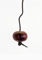 Horse Chestnut, Conker, Aesculus hippocastanum.