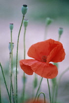 Poppy, Papaver rhoeas.