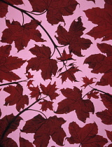 Japanese Maple, Acer japonicum.
