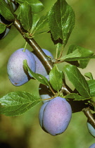 Plum, Prunus domestica.