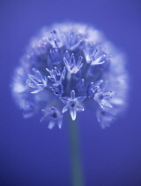 Allium, Allium caeruleum.