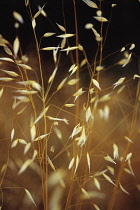 Oats, Wild oats, Avena fatua.