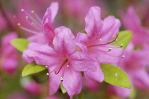 Azalea, Rhododendron.