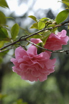 Camellia.