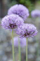 Allium.